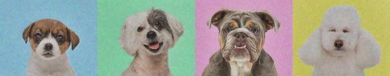 Cool Dogs
